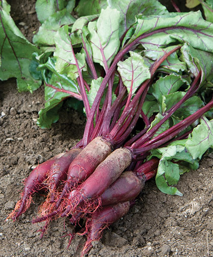 A half-dozen freshly harvested, cylindrical beet roots with their nutrient-dense tops still attached.