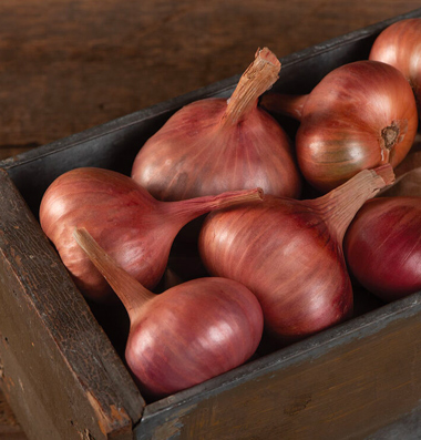 Shallots