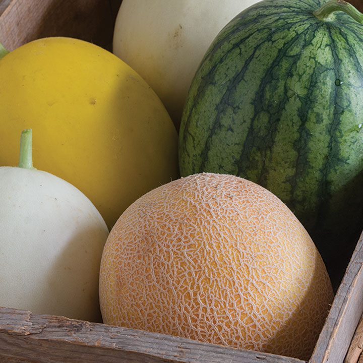 Melon Types & Growing Basics