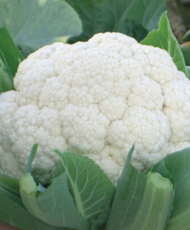 Fujiyami