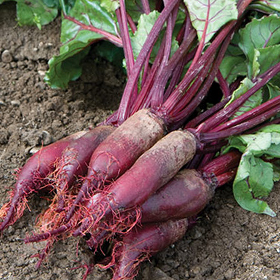 How to Grow Beets