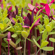 Offering Microgreens Since 2001
