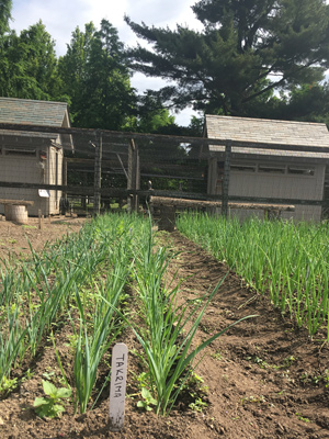 These Takrima leeks will be ready for harvest come fall.