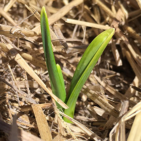 How to Grow Garlic