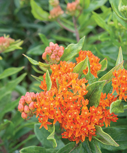 Asclepias flowers, also known as butterfly weed and pleurisy root, in full bloom.