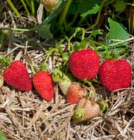 Albion Strawberry Plants