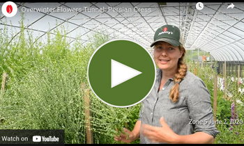 View Our Overwinter Flower Tunnel Persian Cress Video