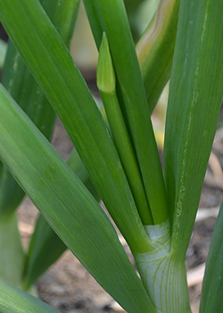 Bolting Onion