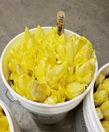 Belgian endive chicons in a 5 gallon bucket.