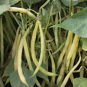 How to Grow French Filet Beans