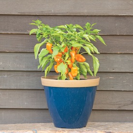 Grows Well in Containers