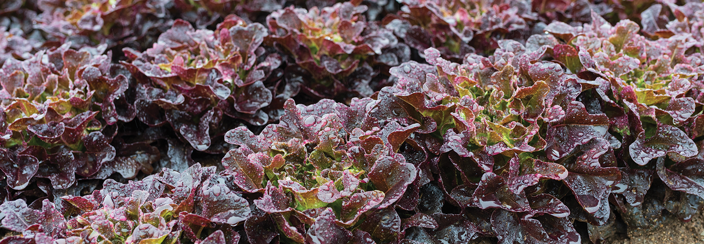 Red lettuce growing in the field