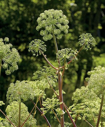 Angelica plants produce small, greenish-white blossoms in their second year, plus sweetly scented, edible stems and roots.