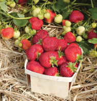 Honeoye Strawberry Plants