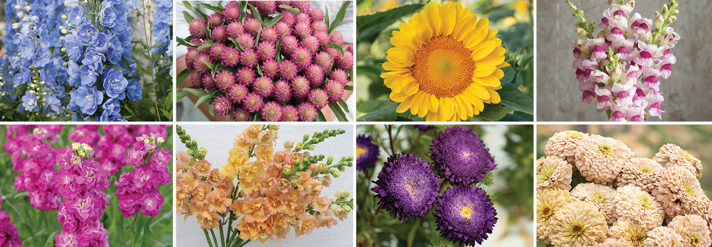 Register for the Webinar: New Flowers for 2026
