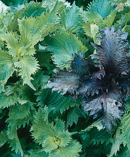 Red and green shiso; seed germinates best following period of cold exposure; prefers well-drained but moist soil and full to partial sun.