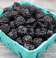 Jewel Black Raspberry Plants