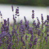 Ellagance Purple Lavender Seed