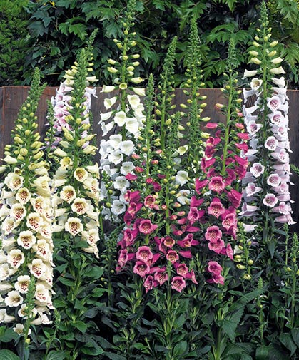Foxglove is a biennial that produces vivid, spotted blooms in its second season; 'Camelot' is one variety that blooms the first year.