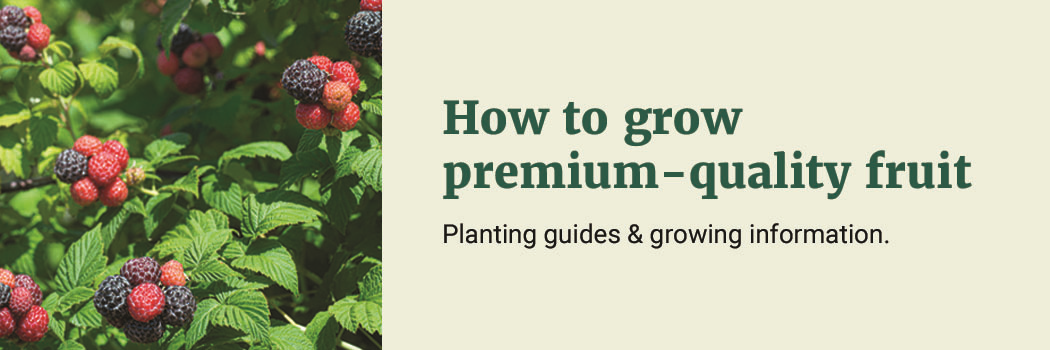 learn how to grow premium quality fruit