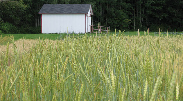 Growing Information • Farm Seed & Cover Crops