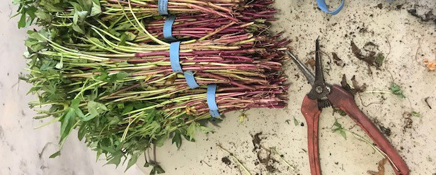 Mahon Yam slips, being prepped to ship to Johnny's growers