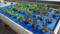 Aquaponic crops are grown year-round at Lethbridge College in Alberta, Canada