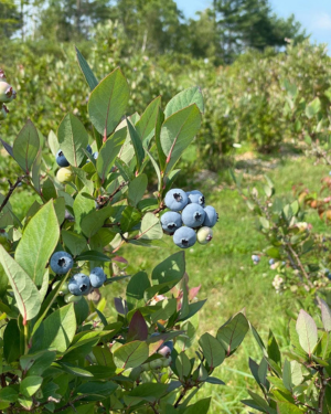 ripe blueberries on the bush