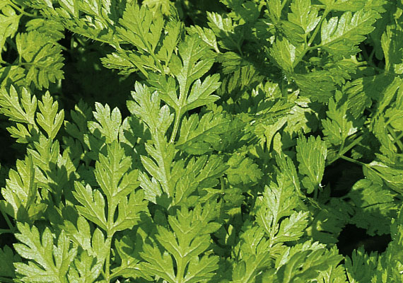 Chervil is venerated by the French - Longue vie au cerfeuil!