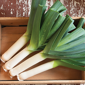 Leek Planting/Harvesting Program