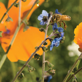 How to Grow Bee Feed Flower Mix