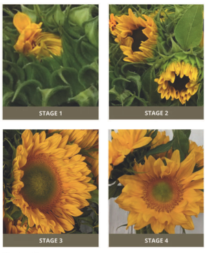 sunflower harvest stages