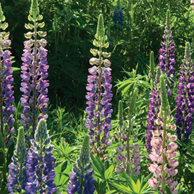 How to Grow Lupines