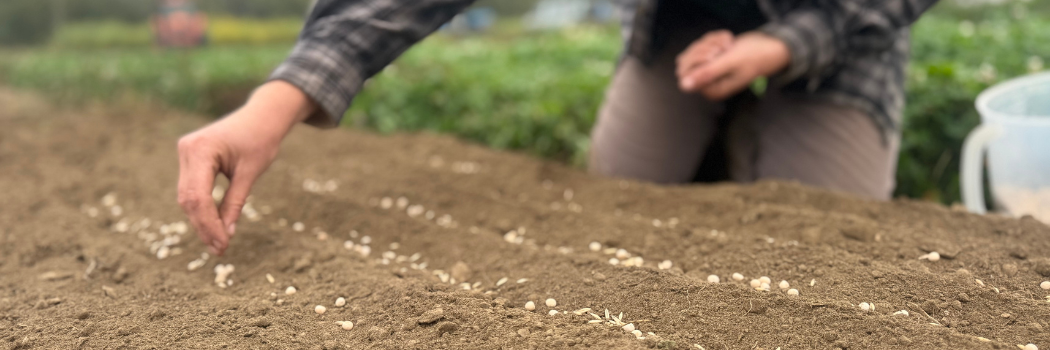 direct seeding a cover crop mix
