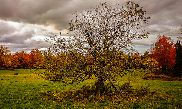 Quimby Hill Apple Tree, Albion, Maine