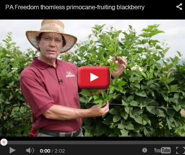 Primocane-Fruiting Blackberry