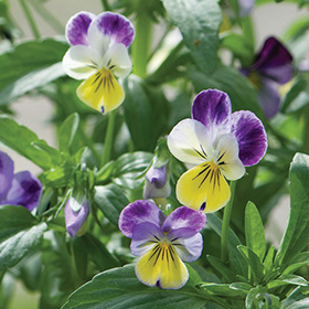 How to Grow Viola (Pansies)