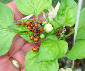 Integrated pest management Integrated pest management