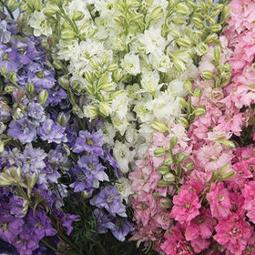 Larkspur flowers in complementary colors.