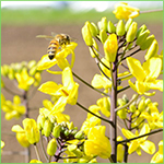 Bees on Flowering Kale