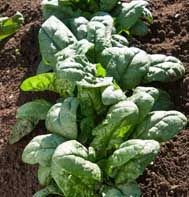 Kookaburra Spinach Seeds