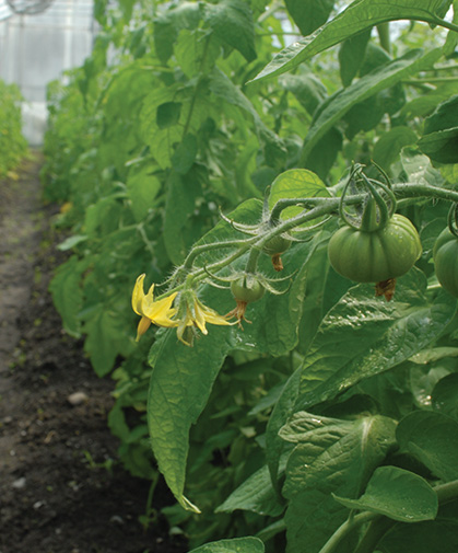 A branch of greenhouse tomato flowers, beginning to set fruits on sturdy, knuckle-shaped peduncles.