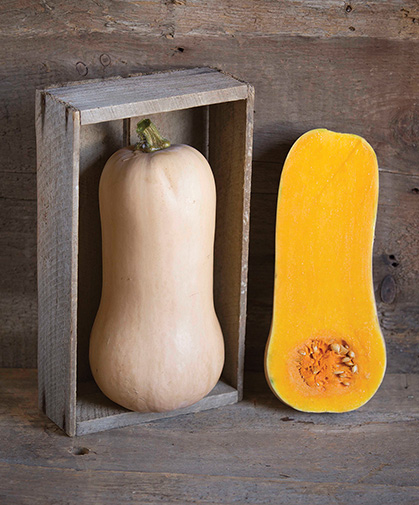 Butternut winter squash fruits; this variety is 'Waldo,' an intermediate, Johnny's bred variety.