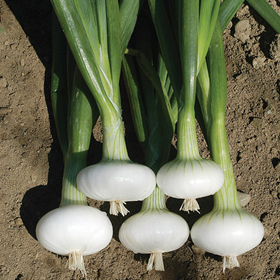 How to Grow Cipollini, Mini & Specialty Onions