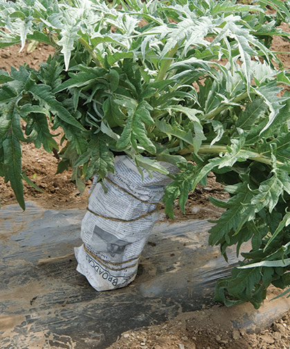 Cardoon plant in the field, showing method for blanching stalks.