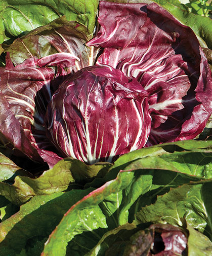 These big, bright, round heads of radicchio growing in our field trials, are of the classic Chioggia type.