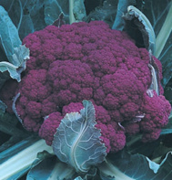 Graffiti Cauliflower