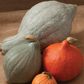 How to Grow Hubbard Winter Squash