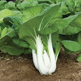 How to Grow Pac Choi