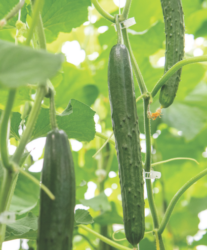 Asian cucumbers growing in the greenhouse.